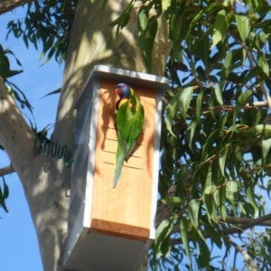 Rainbow Lorrikeets