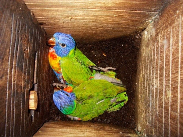 Rainbow Lorrikeets Using Small Parrot Box