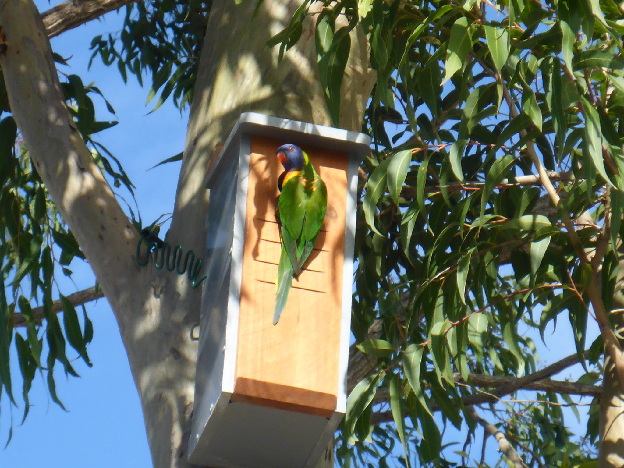 Rainbow Lorrikeets