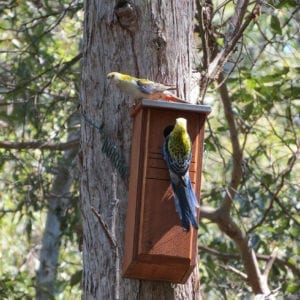 Rosellas Using Small Parrot Box