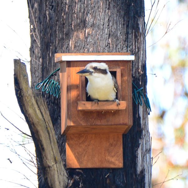 Kookaburra Box Copy