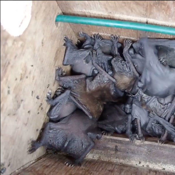 Microbats