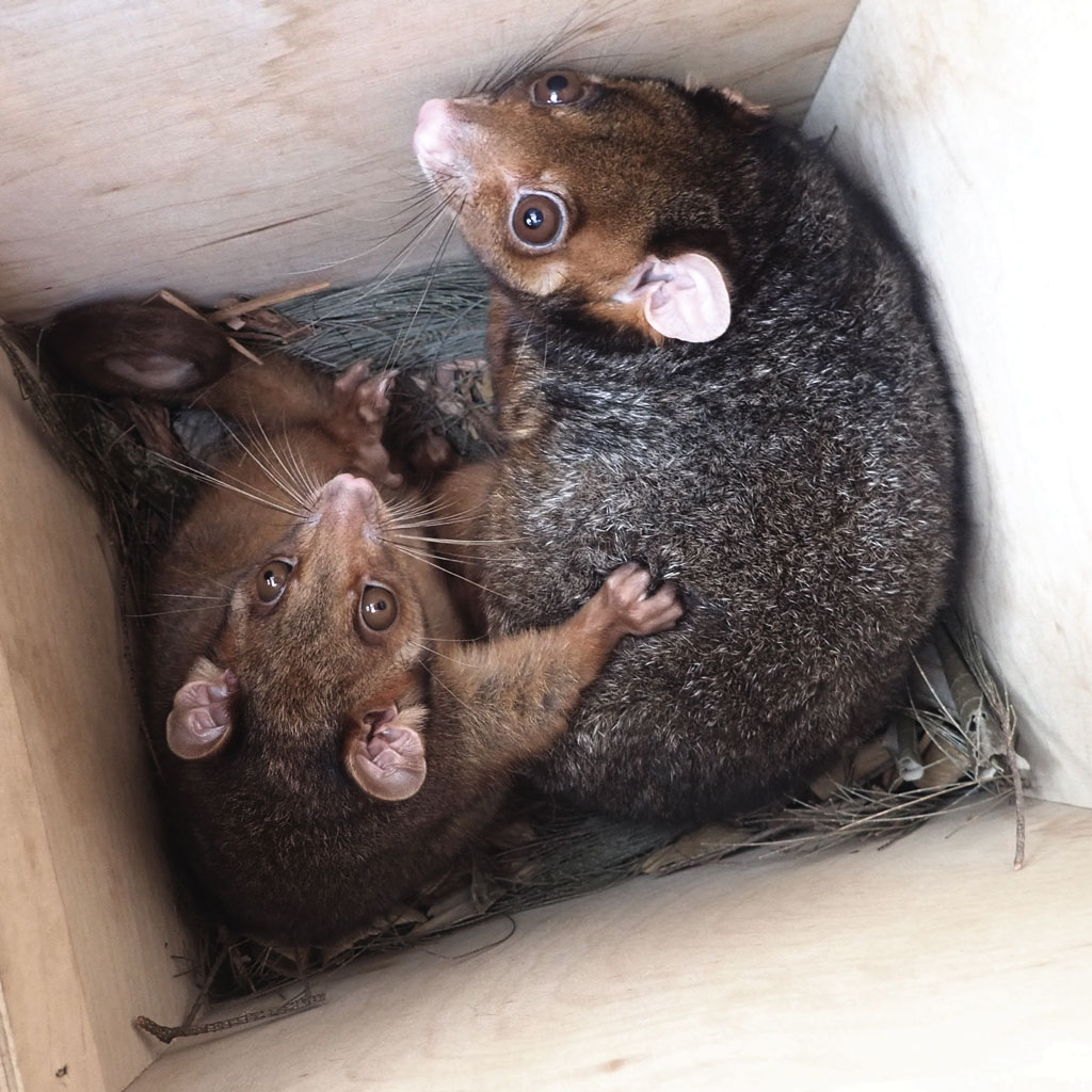 Ringtail Possum