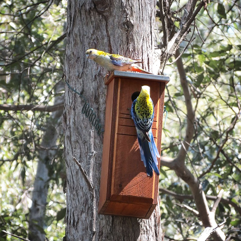 Rosellas Small Parrot Box