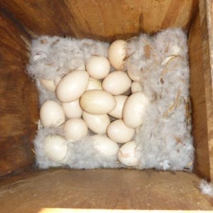 Woodduck Eggs