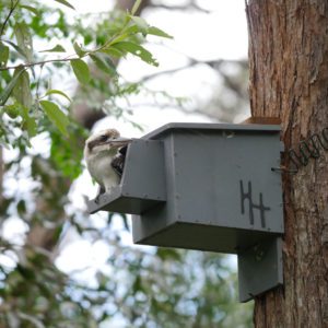 Kookaburra Cyplas Outside