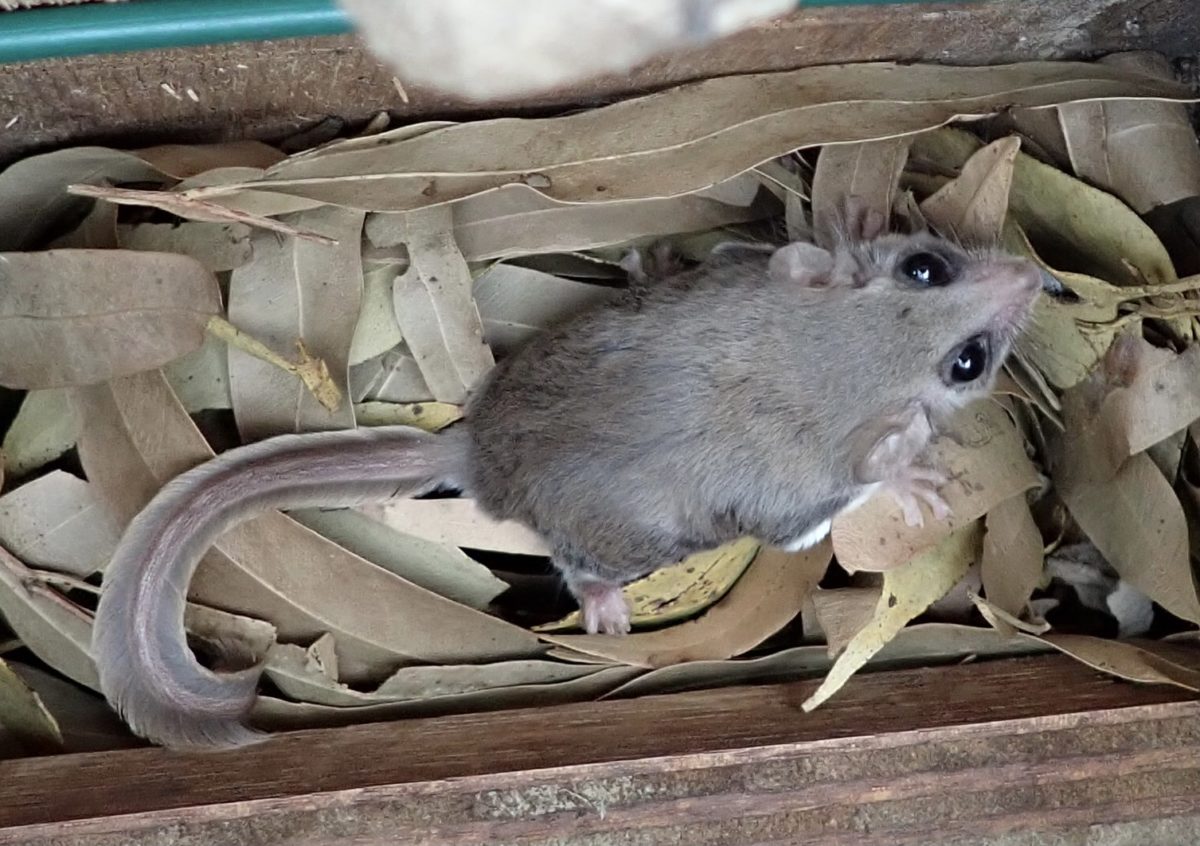 Cyplas™ Greater Glider Hollow Log Homes