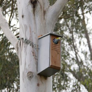 Rosella Dollarbird Cyplas